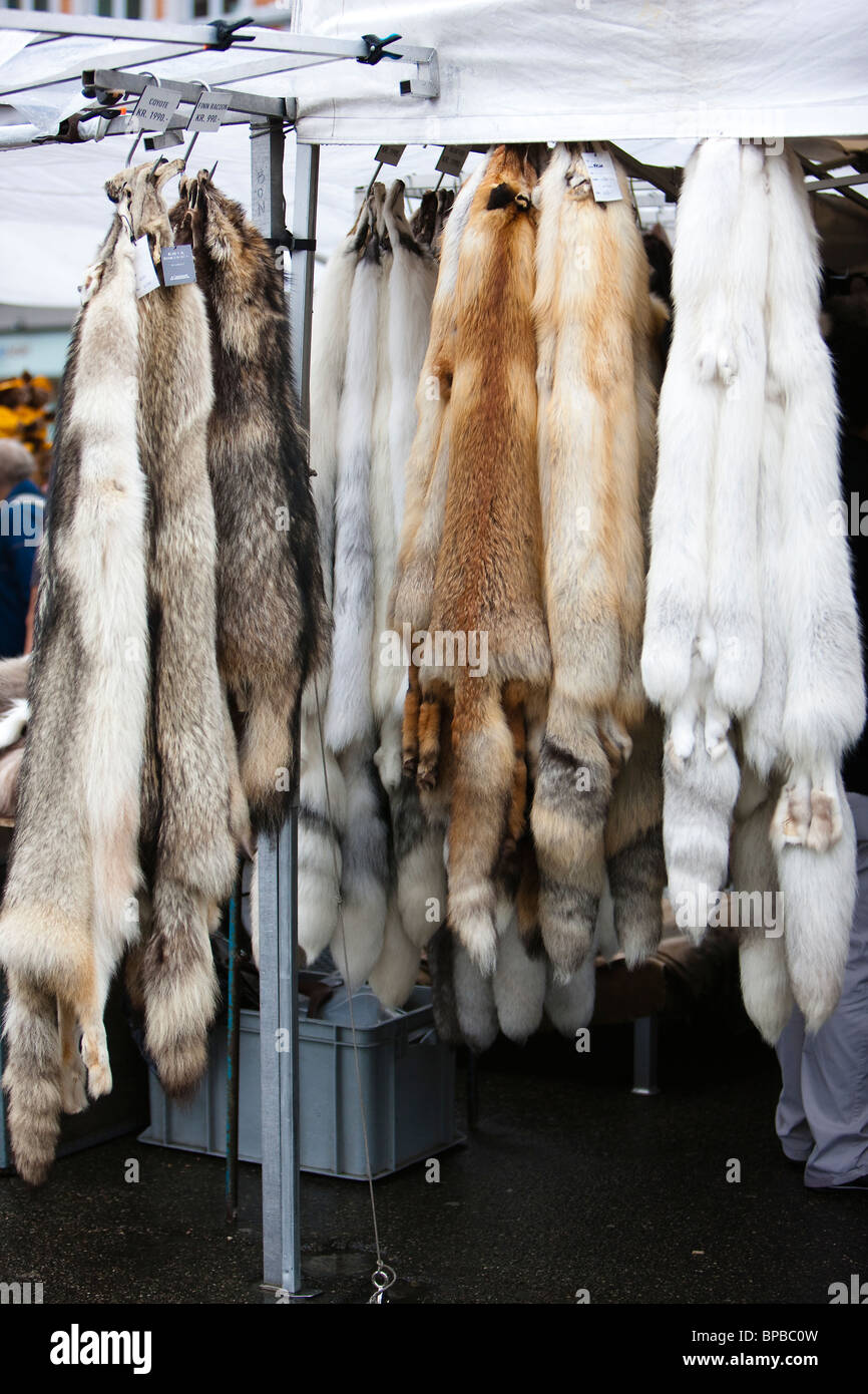 Norwegen Bergen Polarfuchs Alopex Lagopus Haut zum Verkauf auf dem lokalen Markt Stockfoto