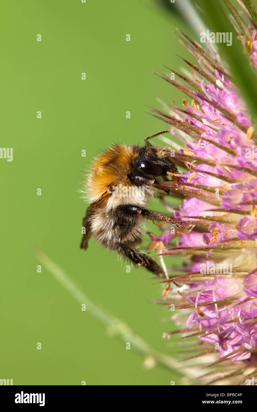 Biene auf Karde Blume Stockfoto