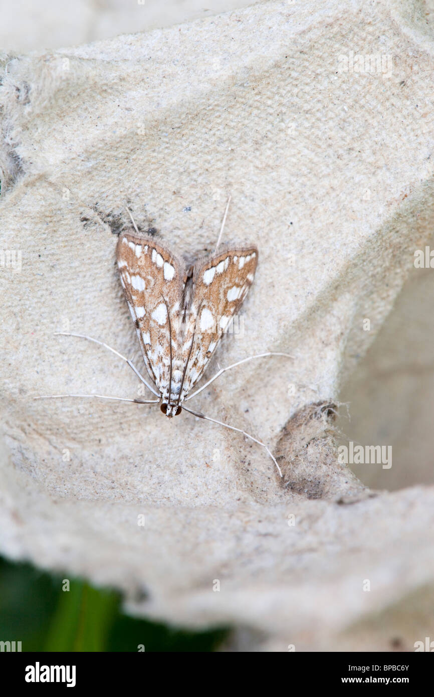 Braune China Mark Motte; Elophila Nymphaeata; Stockfoto