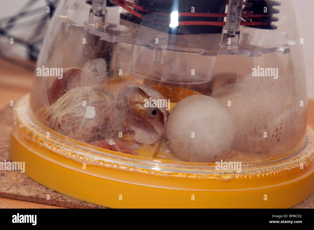 Küken schlüpfen in einem Inkubator - gehört zur Fotógrafo Stockfoto