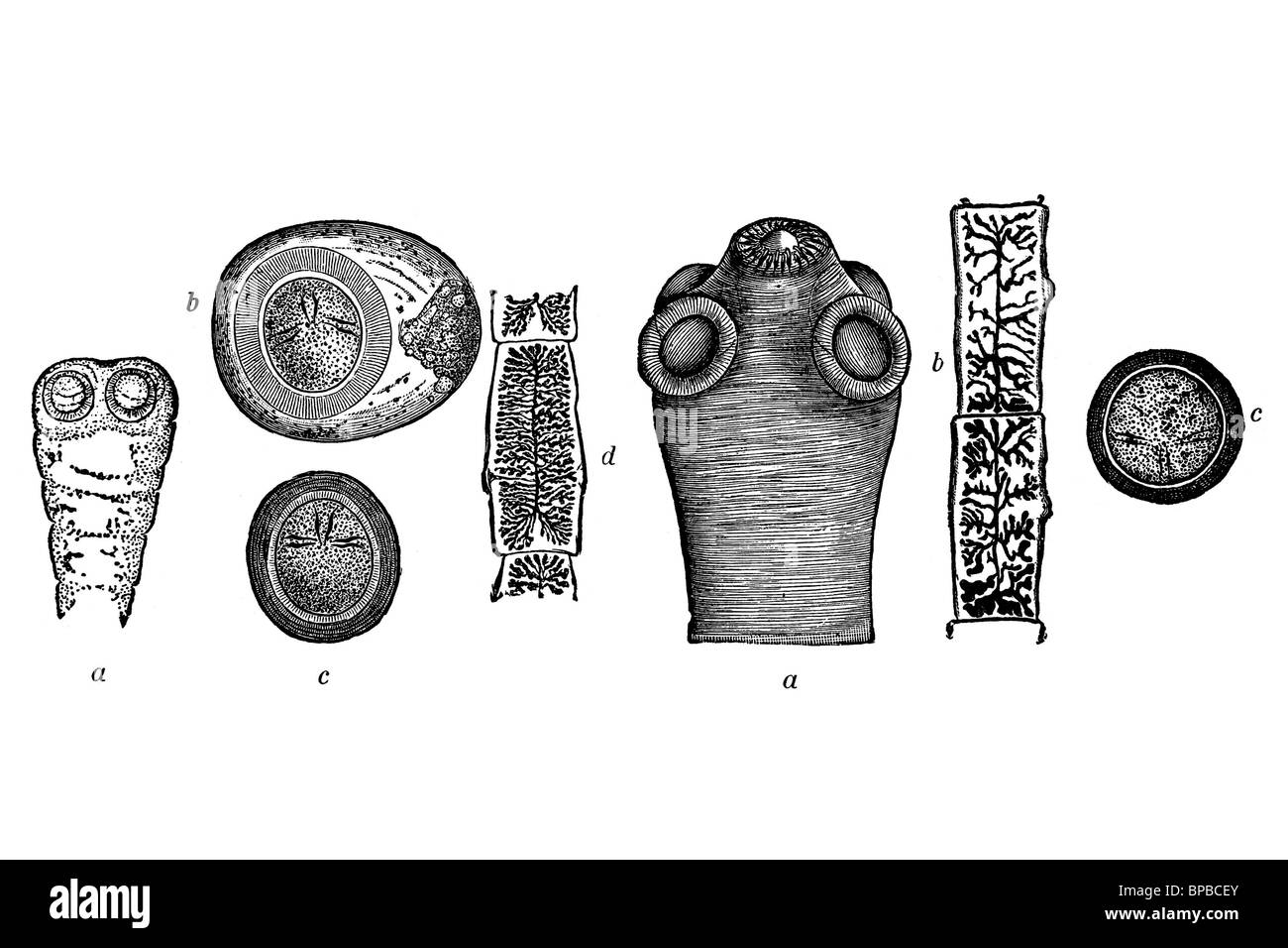 Taenia. Parasitären Wurm (Saginata und Solium). Antike Darstellung. 1920. Stockfoto