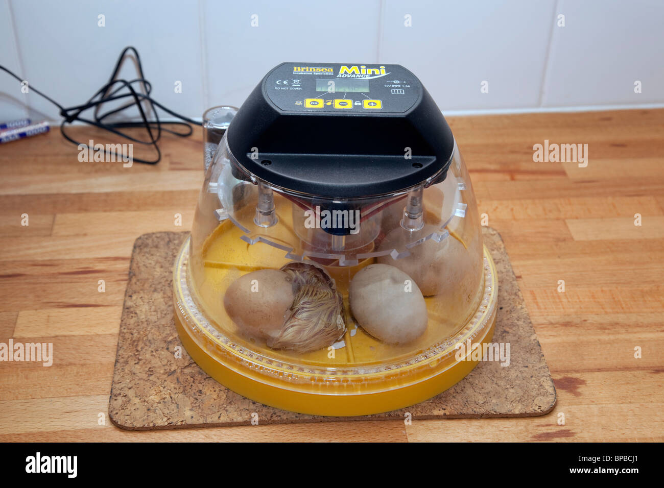 Küken schlüpfen in einem Inkubator - gehört zum Fotografen Stockfoto