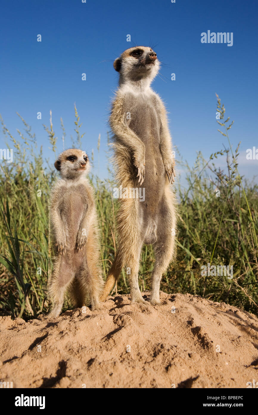 Erdmännchen mit jungen, Suricata Suricatta, Kalahari Meerkat Projekt, Van Zylsrus, Northern Cape, Südafrika Stockfoto