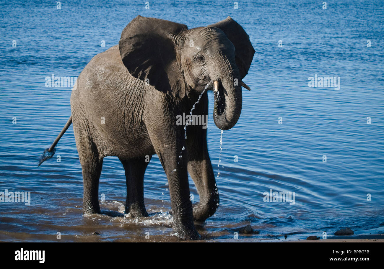 Elefant (Loxodonta Africana) - einzelne Elefant Kalb stehend im Fluss trinken - Chobe Nationalpark, Botswana, Südafrika Stockfoto