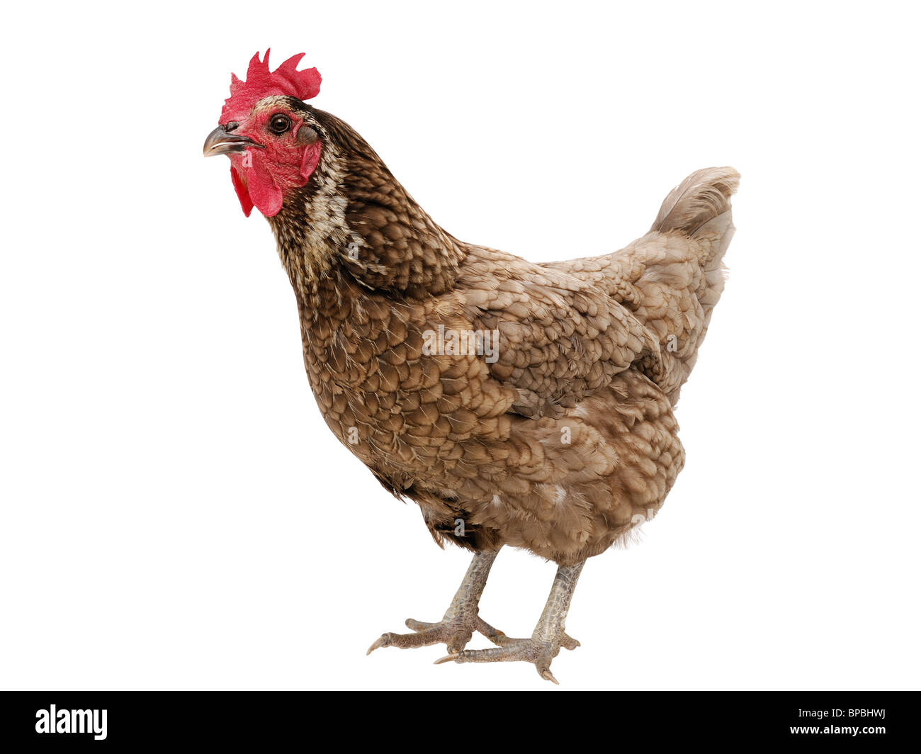 Huhn ausschneiden. Blau geschnürt rot Wyandotte Henne auf einem weißen Hintergrund. Stockfoto