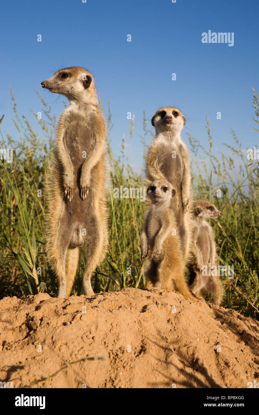 Erdmännchen-Gruppe, Suricata Suricatta, Kalahari Meerkat Projekt, Van Zylsrus, Northern Cape, Südafrika Stockfoto