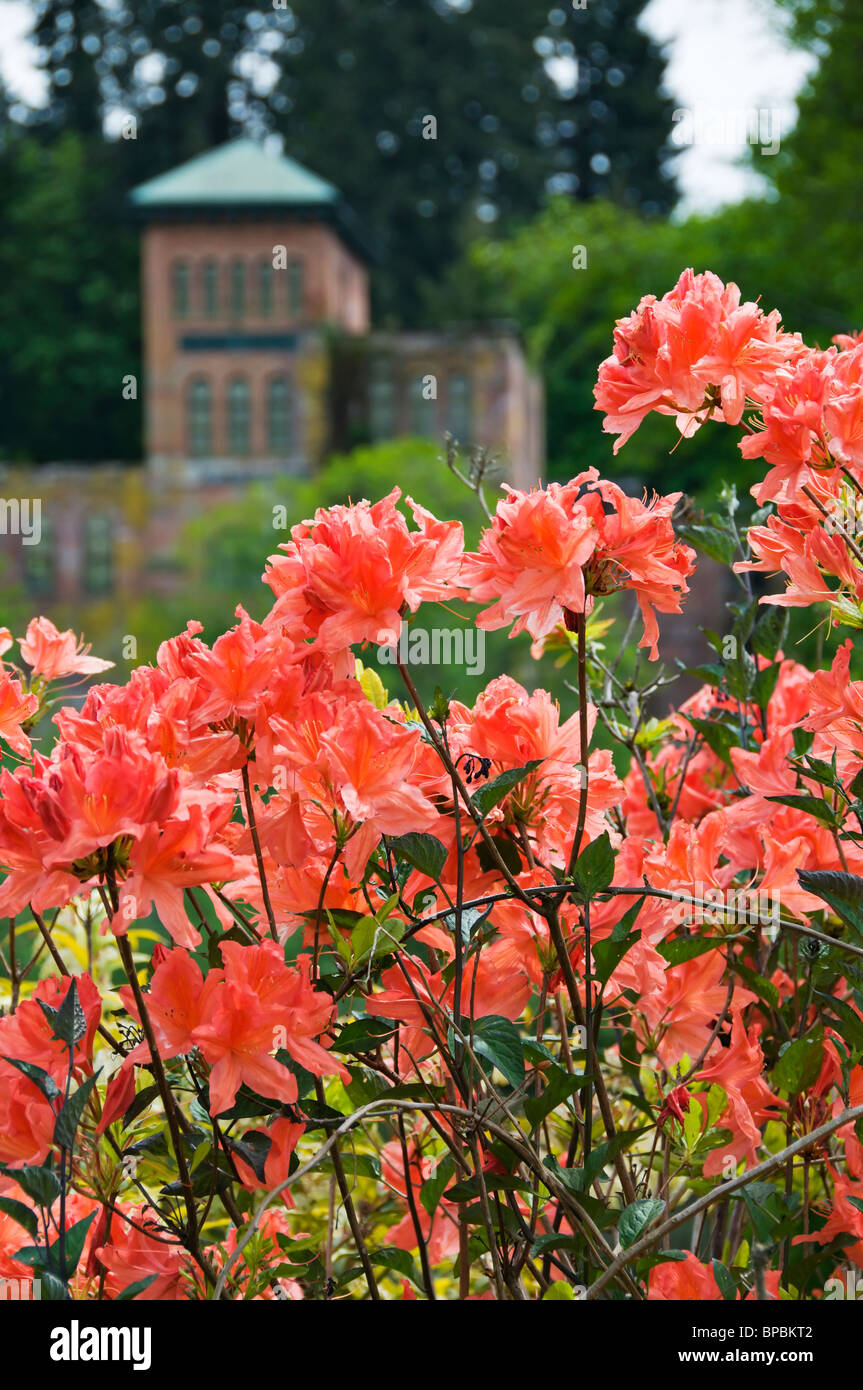 Blick auf die historische aufgegeben Olympia Brauerei durch eine Fülle von orange Rhododendron blüht Tumwater Park gesehen. Stockfoto