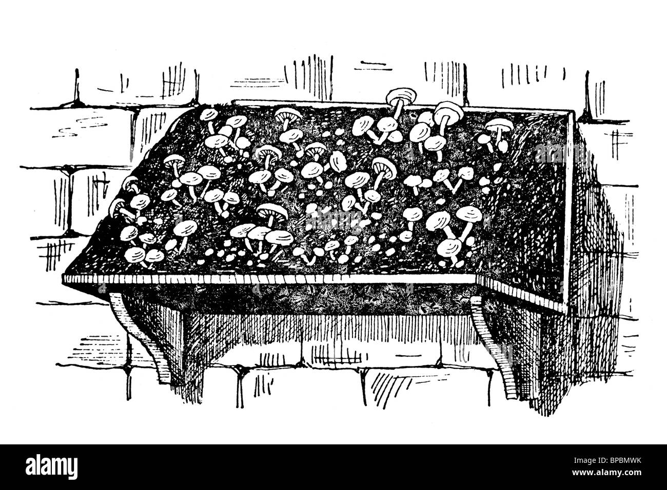 Pilze wachsen zu Hause. Antike Darstellung. 1900. Stockfoto