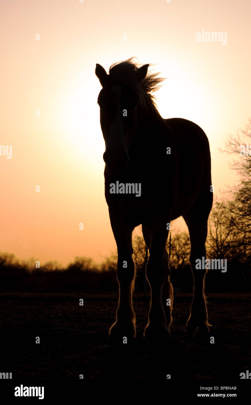 Silhouette von einem Zugpferd Stockfoto