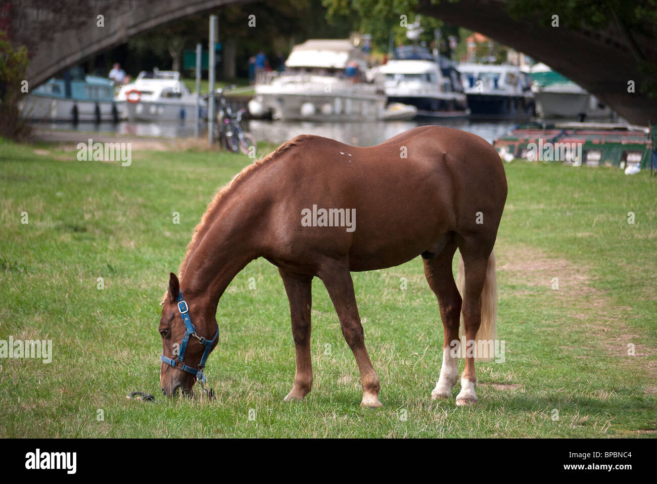 Surrealen Anblick - Pferd unter der Brücke in Abingdon-on-Thames Stockfoto