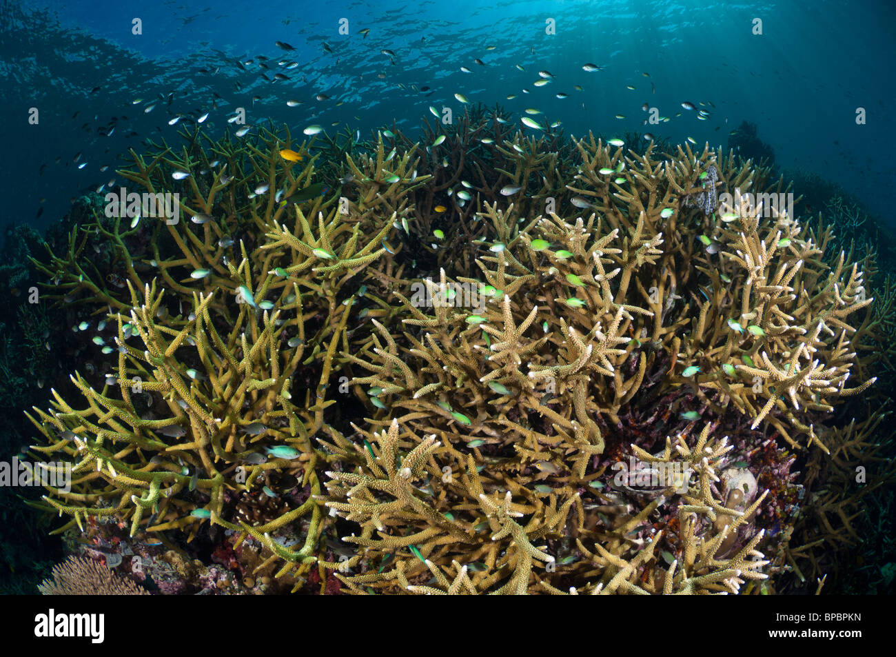 Hirschhorn-Korallen und Riffbarsche auf einem gesunden Riff, Misool, West Papua, Indonesien. Stockfoto