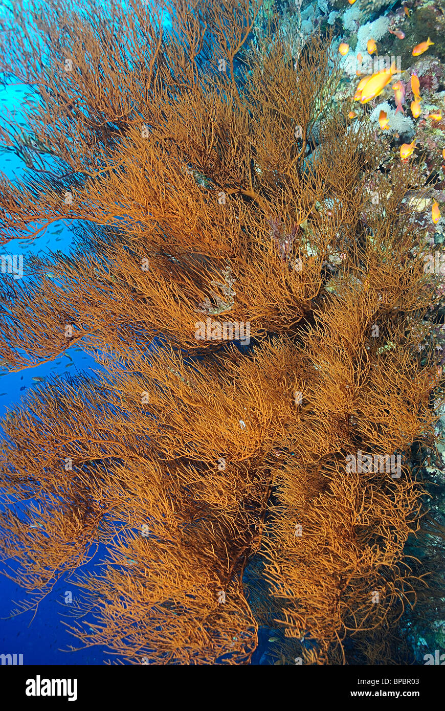 Kolonie von schwarzen Korallen im Roten Meer, Brother Islands, Ägypten. Stockfoto