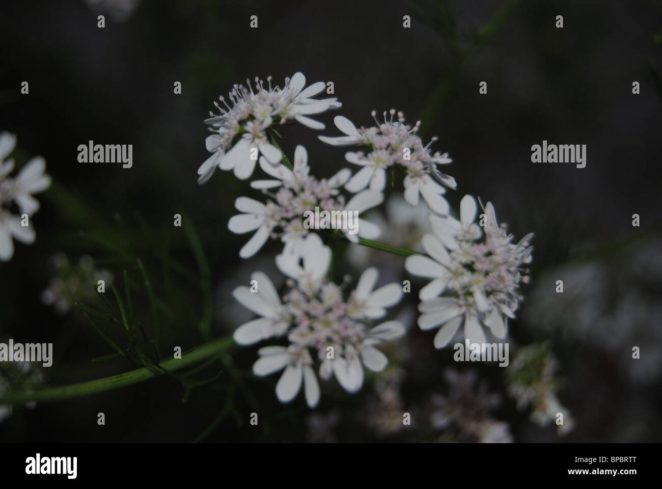 Blumen als nächstes mein Haus Stockfoto