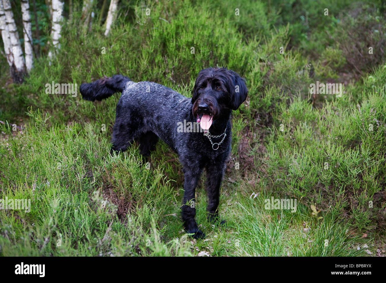 Ein schwarzer Labradoodle Welpen steht in einem Landschaftspark mit seiner Zunge hängt heraus Stockfoto