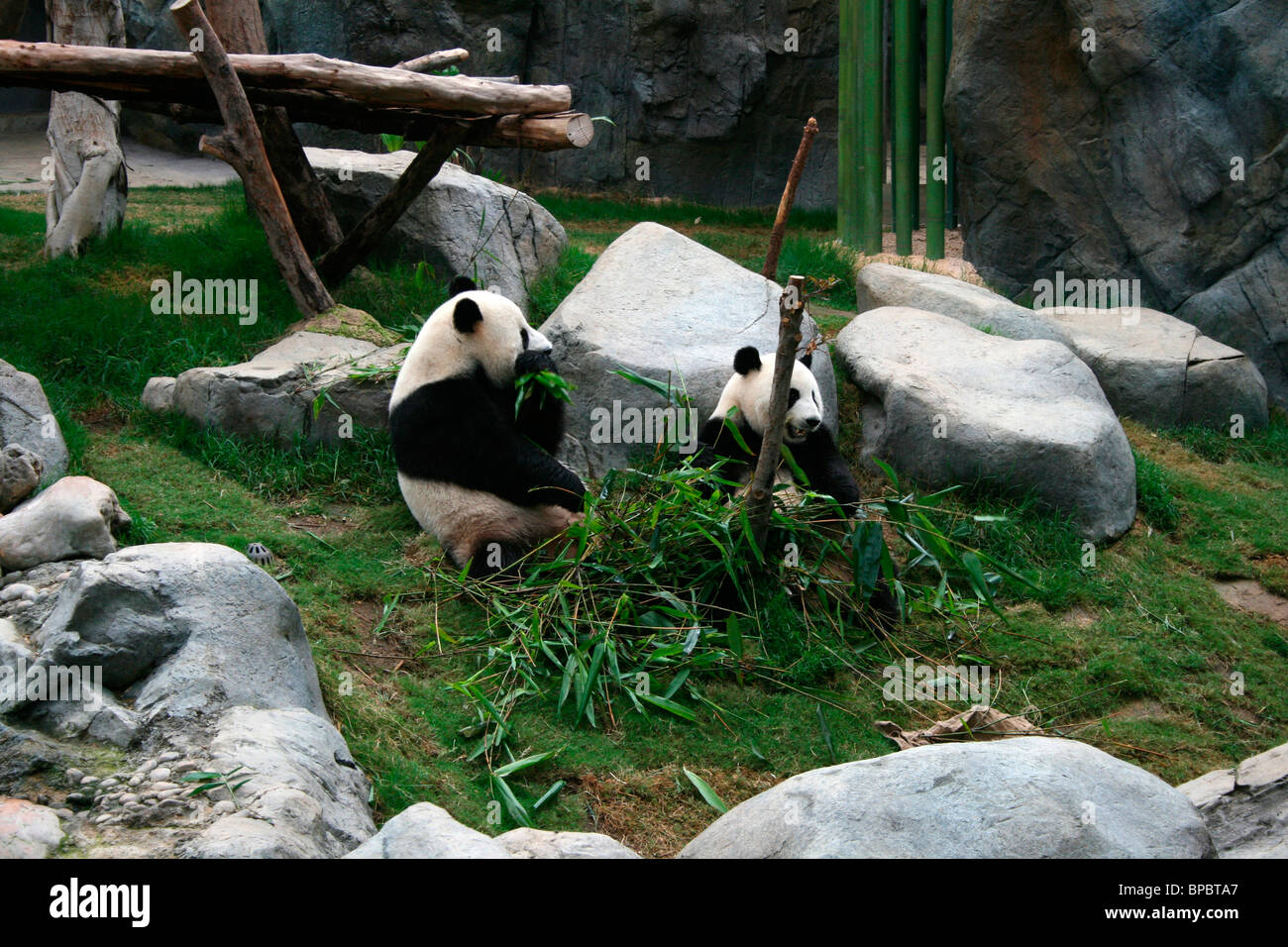 Hong Kong Pandas. Foto von Kim Craig Stockfoto