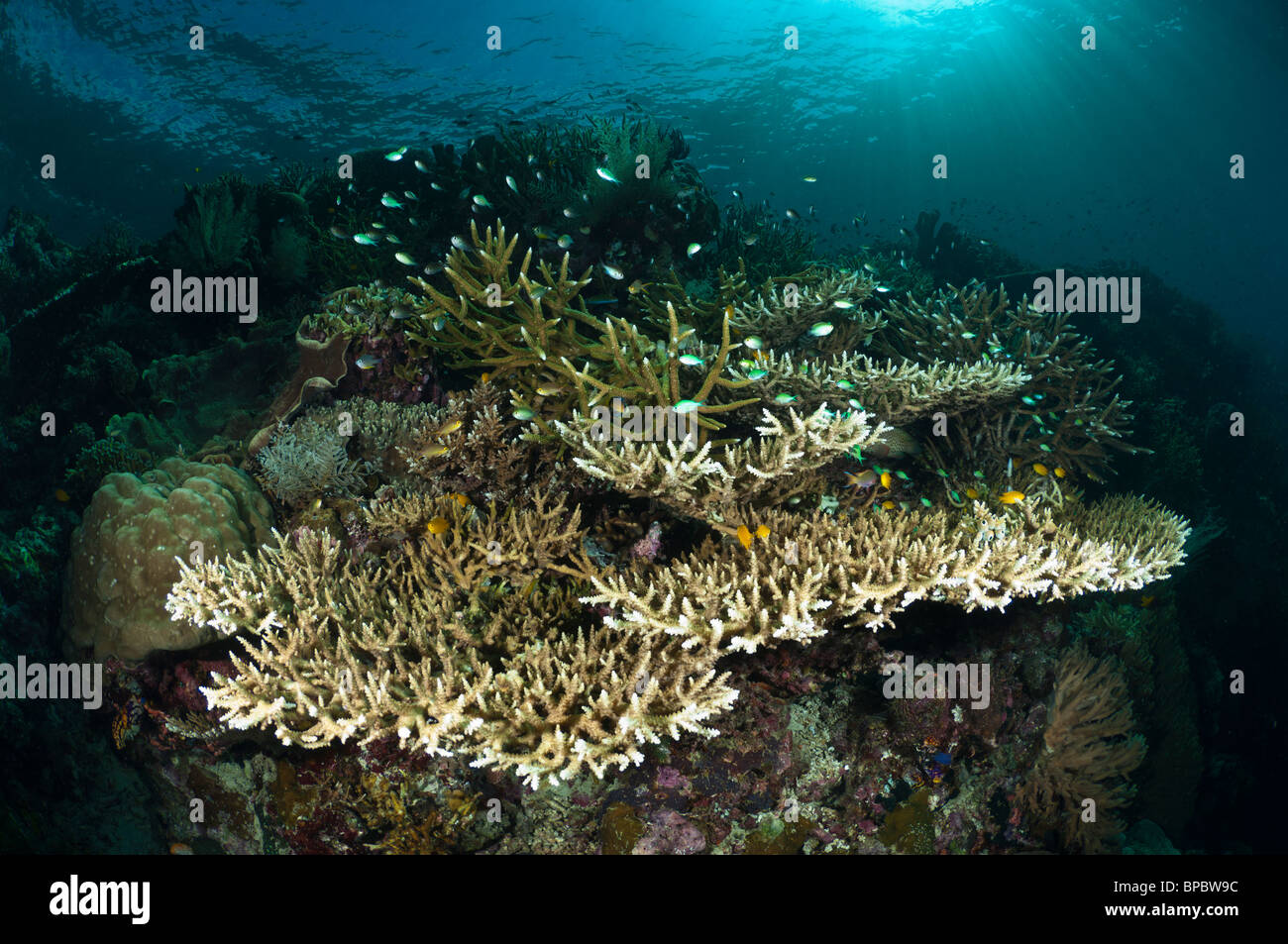 Hirschhorn-Korallen und Riffbarsche auf einem gesunden Riff, Misool, West Papua, Indonesien. Stockfoto