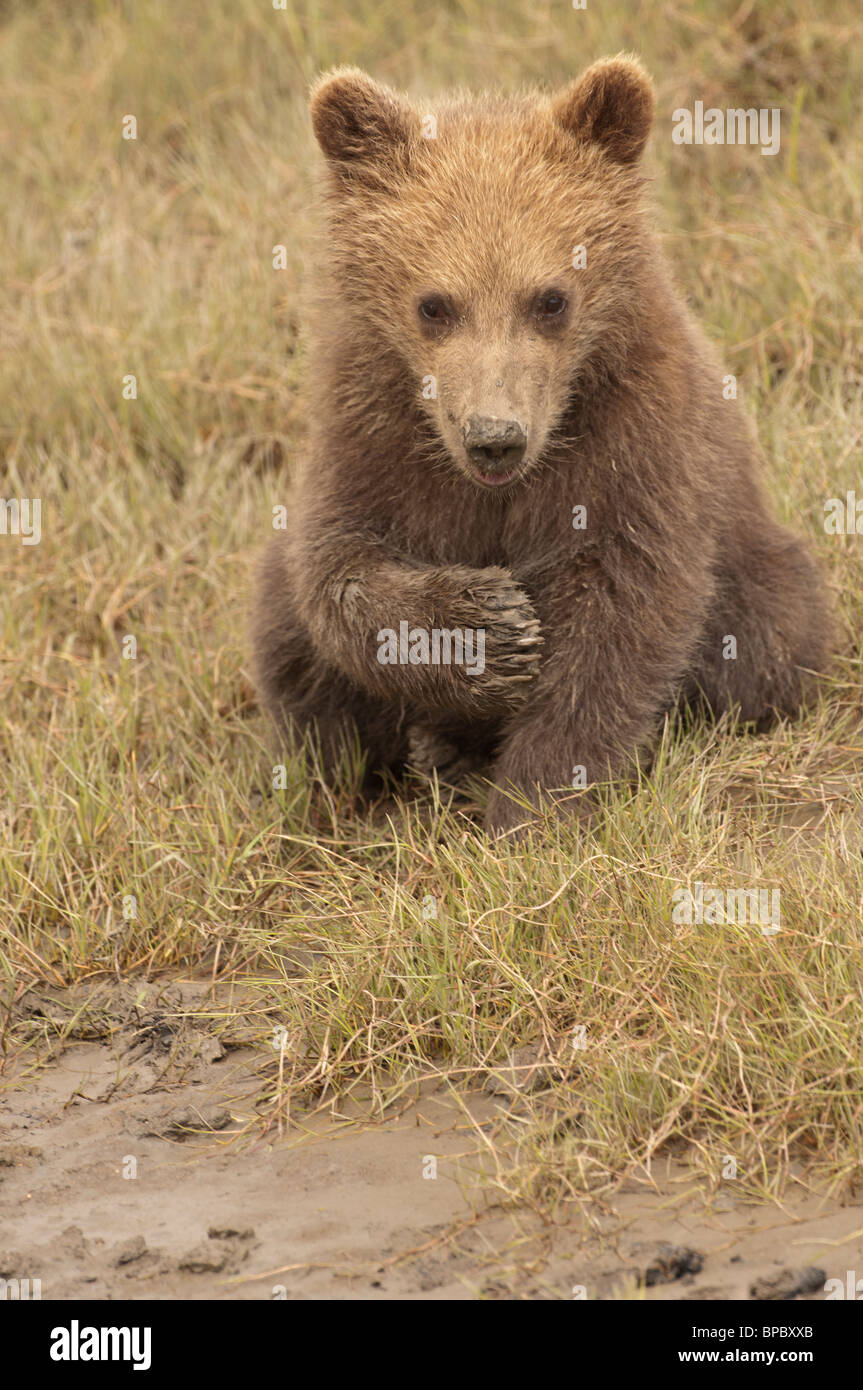 Fotoarchiv der ein Alaskan Brown Bear Cub sitzen in kurzen Gräsern, Lake-Clark-Nationalpark, Alaska. Stockfoto