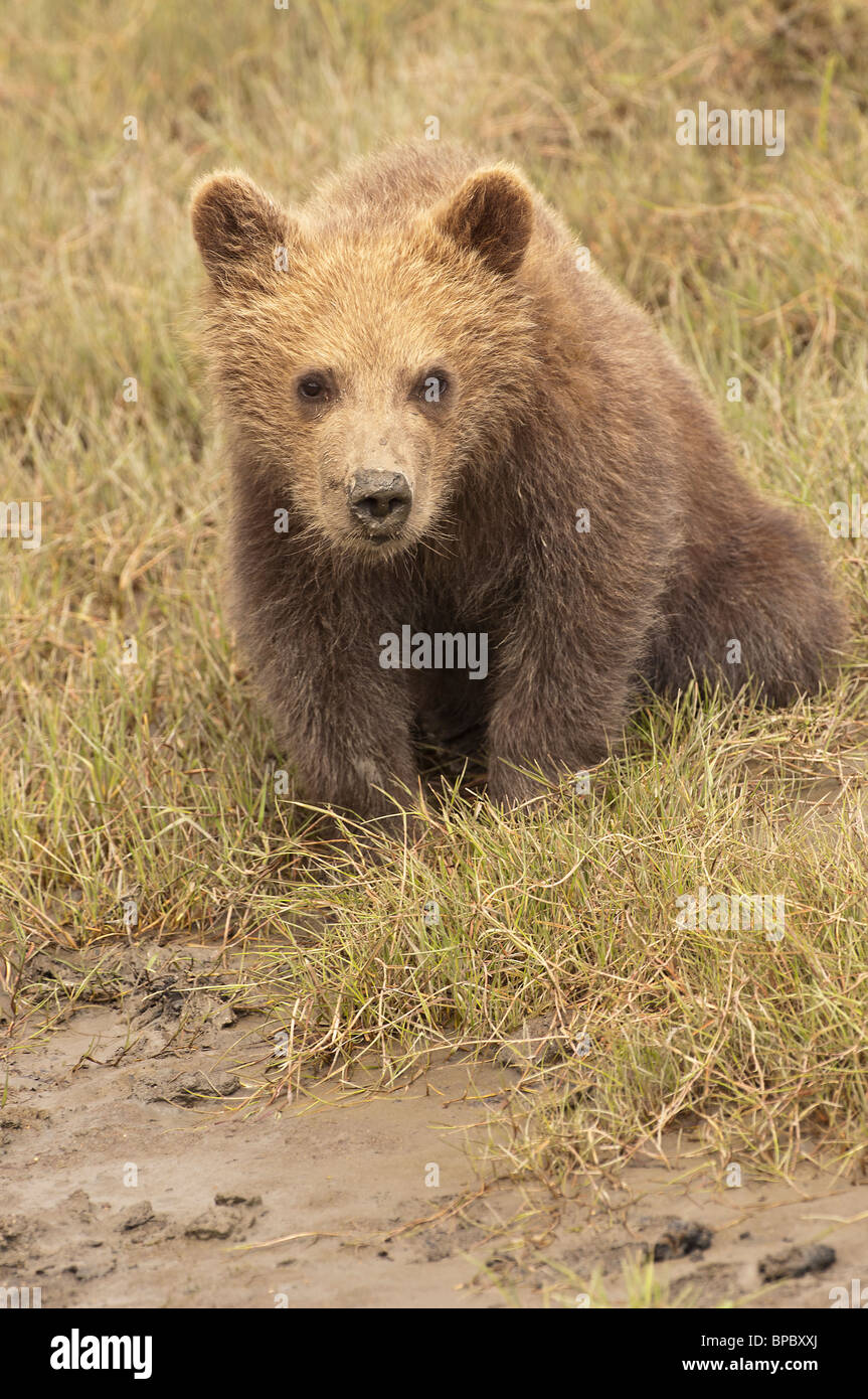 Fotoarchiv der ein Alaskan Brown Bear Cub sitzen in kurzen Gräsern, Lake-Clark-Nationalpark, Alaska. Stockfoto