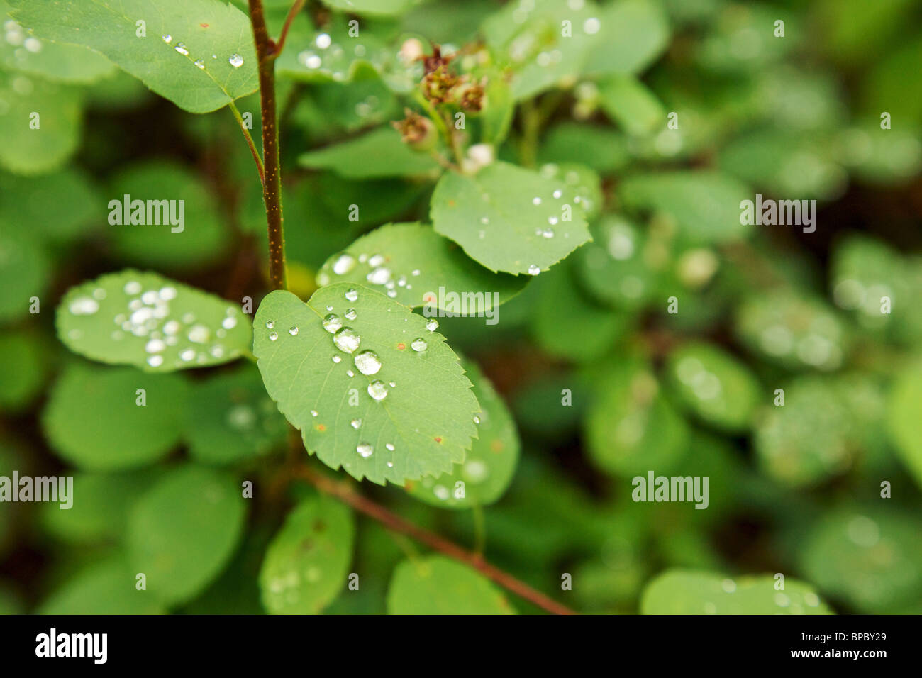 Wassertropfen auf Blatt. Mt Rainier Nationalpark, Washington. Stockfoto