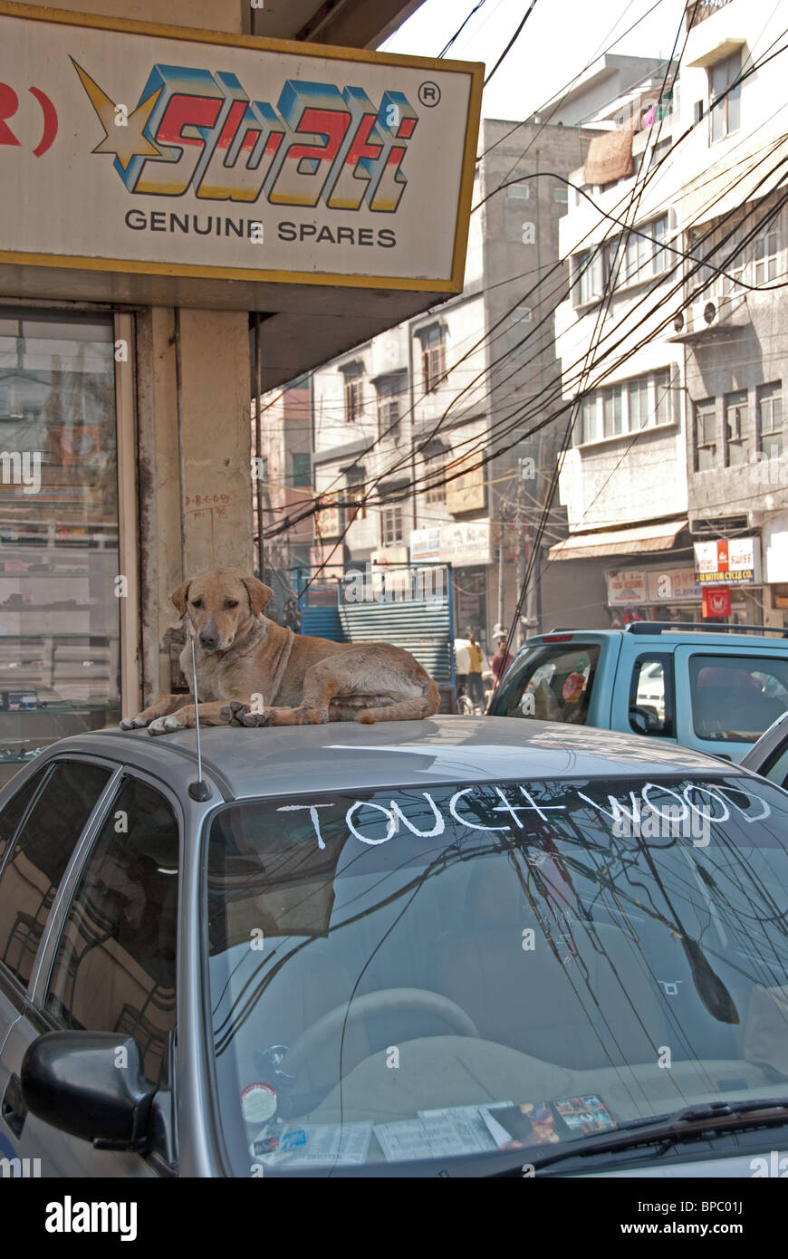 Urteil der Burg - Straße Hunde sind immer ein dominantes Merkmal in vielen städtischen Gebieten in Indien, einschließlich der Hauptstadt Neu-Delhi Stockfoto