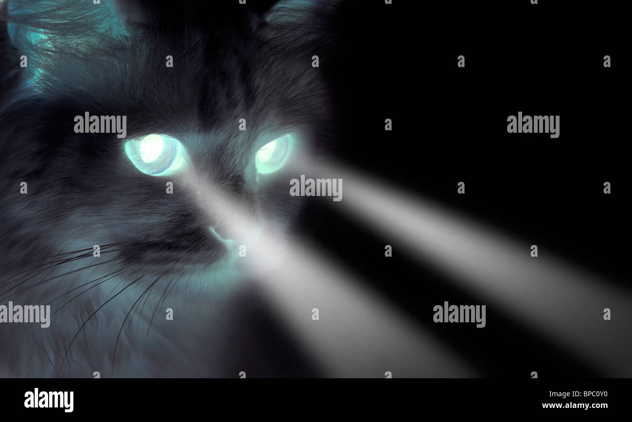 Gruselige Schwarze Katze Mit Leuchtenden Augen Stockfotografie Alamy
