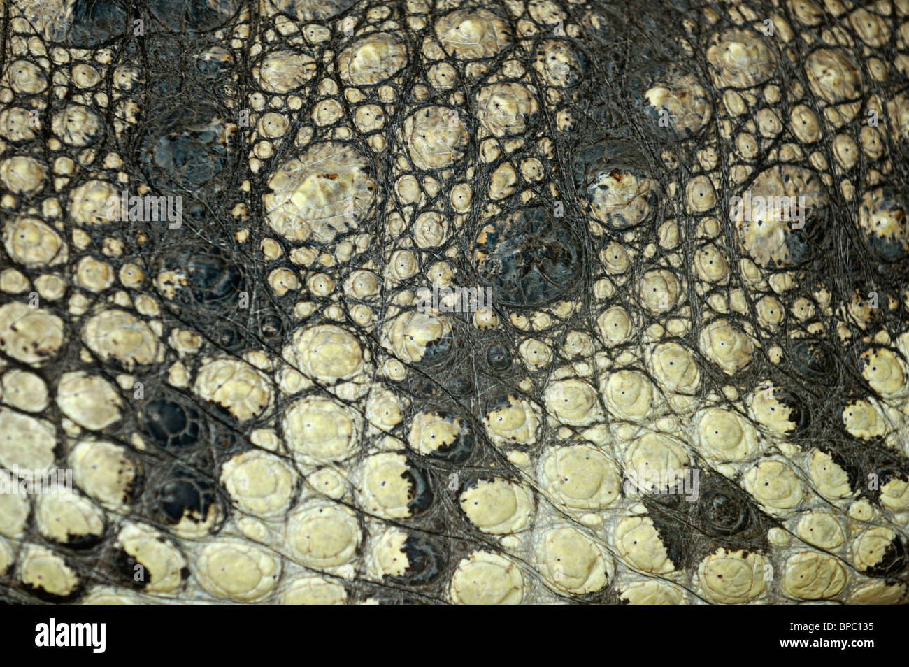 Nahaufnahme der Krokodil-Haut-abstrakte organische Textur-Hintergrund Stockfoto