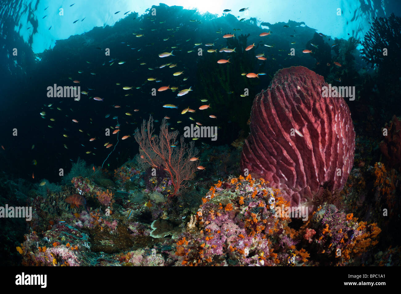 Bunte Riff, Misool, West Papua, Indonesien. Stockfoto