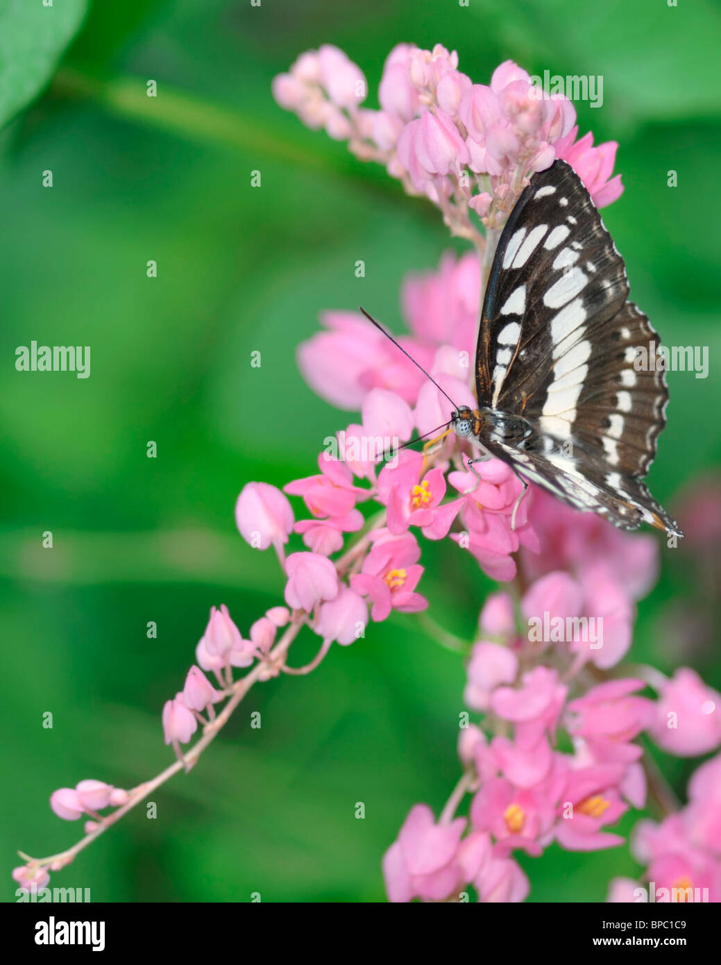 Gemeinsamen Sergeant Schmetterling auf einer Bougainvillea-Blume - Fütterung Athyma Perius Stockfoto