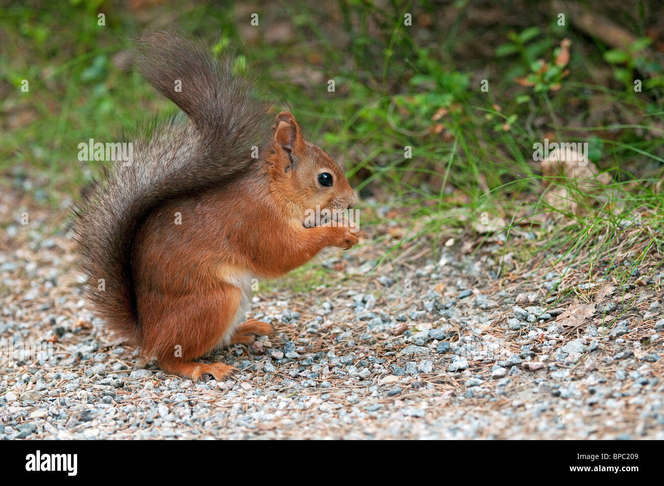 Eichhörnchen (Sciurus Vulgaris), Erwachsene Essen. Stockfoto