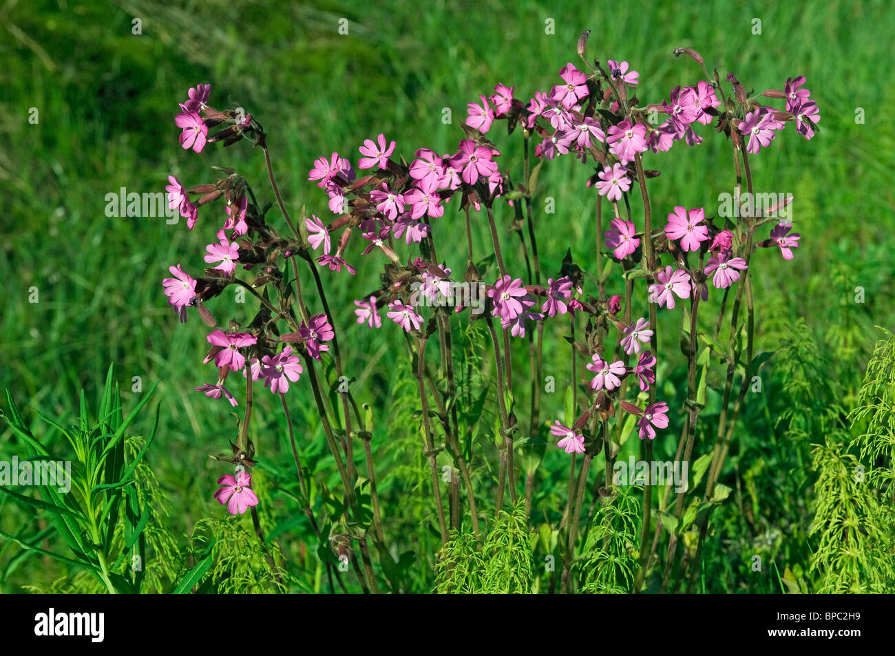 Red Campion (Silene Dioica), Blüte stehen. Stockfoto
