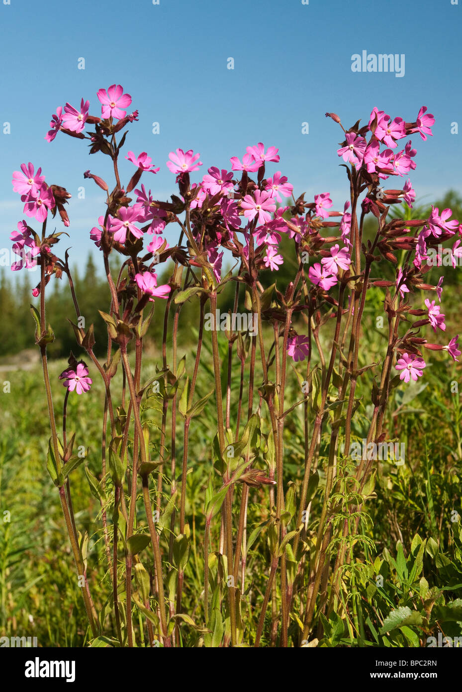 Red Campion (Silene Dioica), blühende Pflanzen. Stockfoto