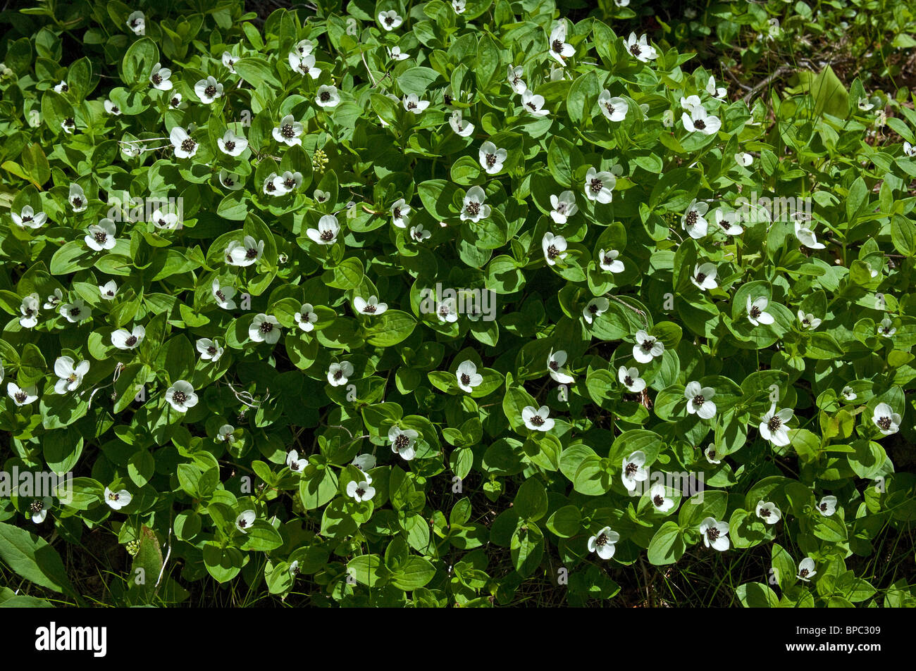 Europäische Zwerg Cornel, Bunchberry (Cornus Suecica), blühend. Stockfoto