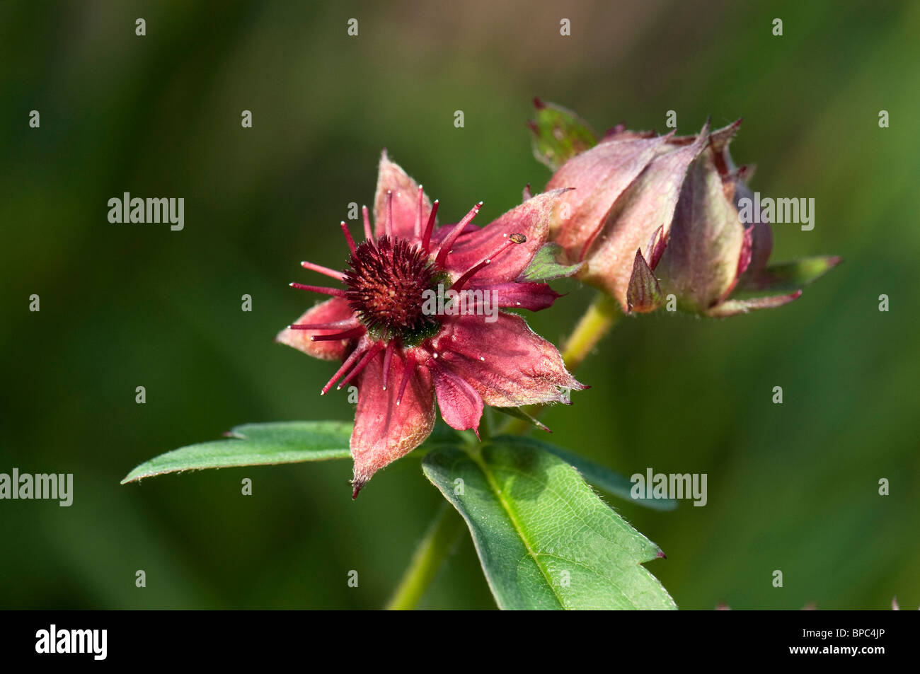 Marsh Fingerkraut (Comarum Palustre, Potentilla Palustris), Blüte und Knospe. Stockfoto