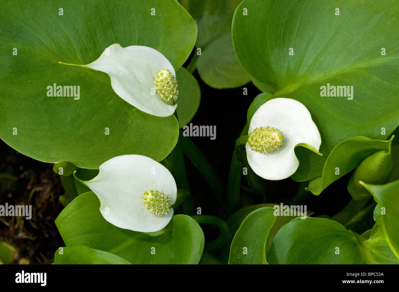 Moor Arum, Marsh Calla(Calla palustris) Blüte. Stockfoto