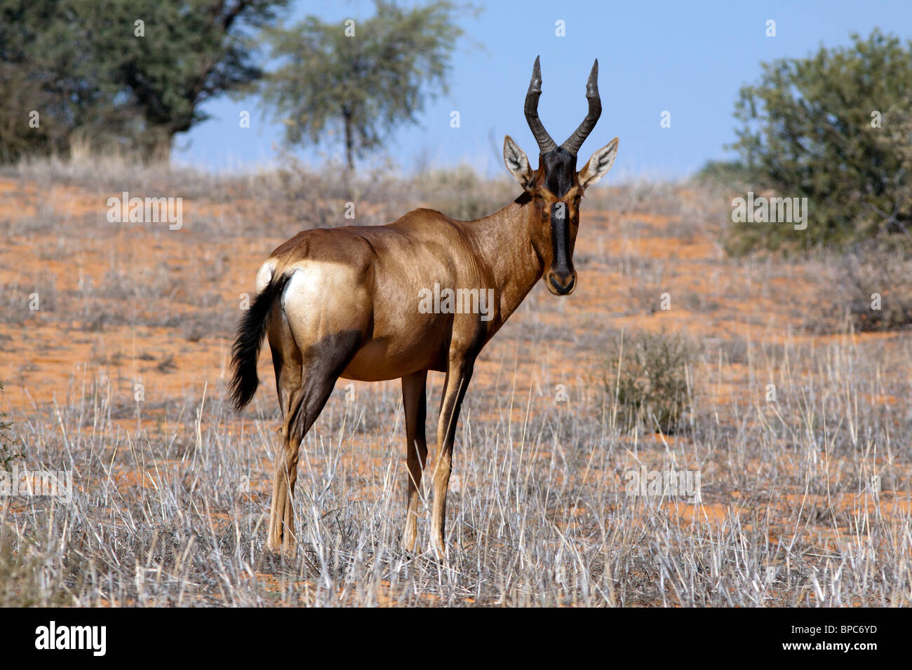 Kuhantilopen im Kgalagadi Transfrontier National Park in Südafrika und Botswana Stockfoto
