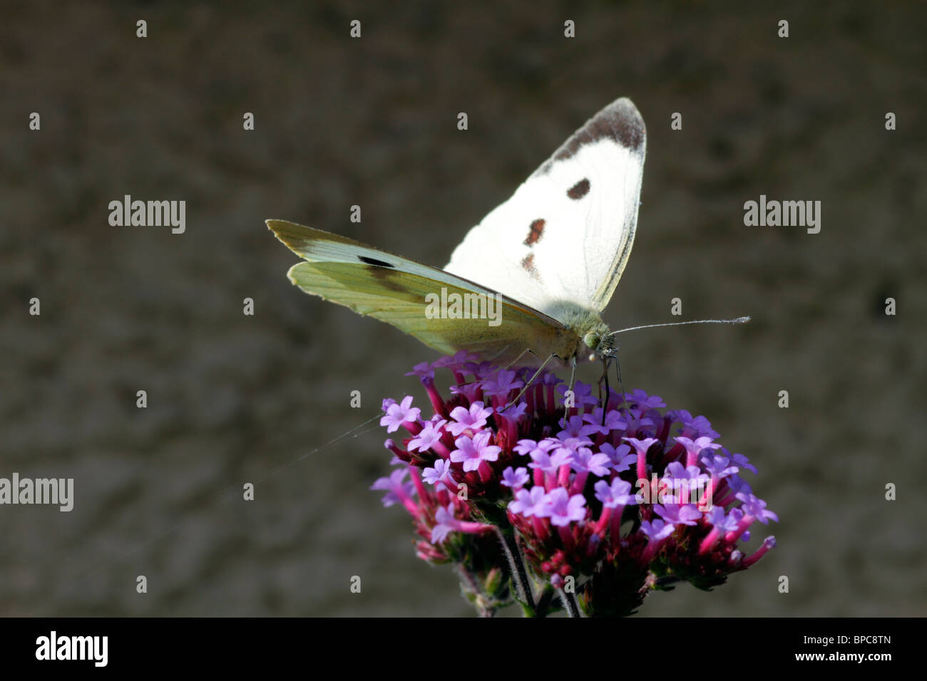 Großer weißer Schmetterling auf Eisenkraut Busch Stockfoto