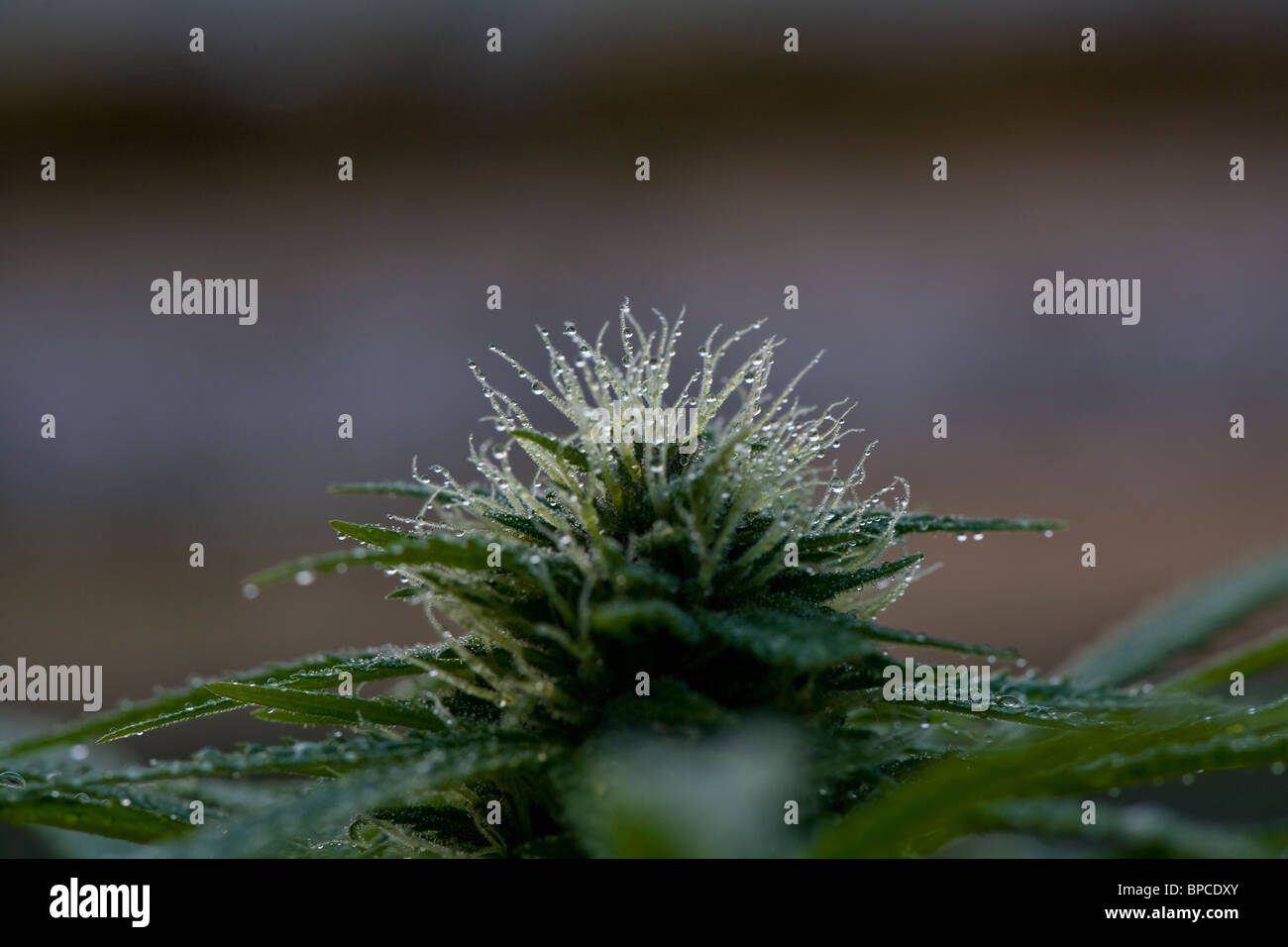 Spitze der Cannabis-Pflanze Stockfoto