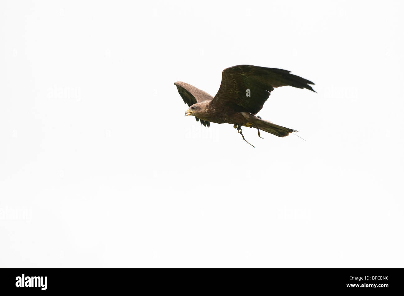 Gelb-billed Kite, Milvus Migrans Parasitus am International Centre for Birds Of Prey in der Nähe von Newent, Vereinigtes Königreich Stockfoto