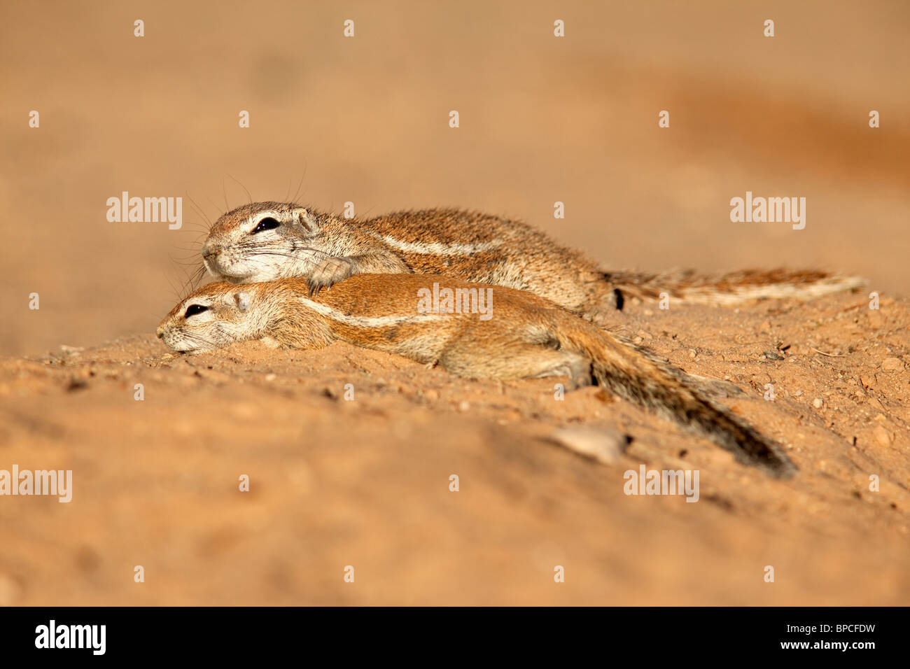 Ziesel, Xerus Inauris, mit jungen, Kgalagadi Transfrontier Park, Northern Cape, South Africa Stockfoto