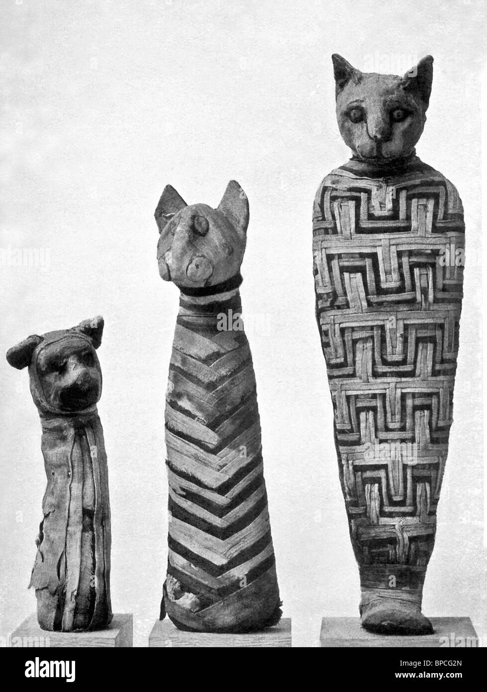 Diese drei mumifizierten Antike ägyptische Katzen sind im britischen Museum in London untergebracht. Stockfoto