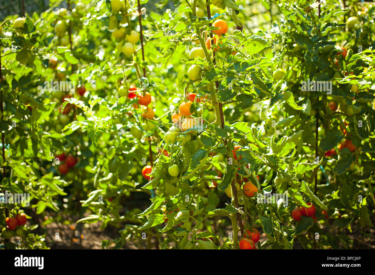 Tomaten im Garten Stockfoto