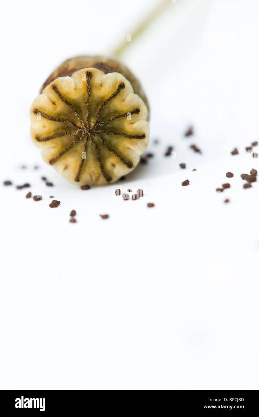 Saatgut Kopf und Samen von Papaver Rhoeas "Flandern" Stockfoto