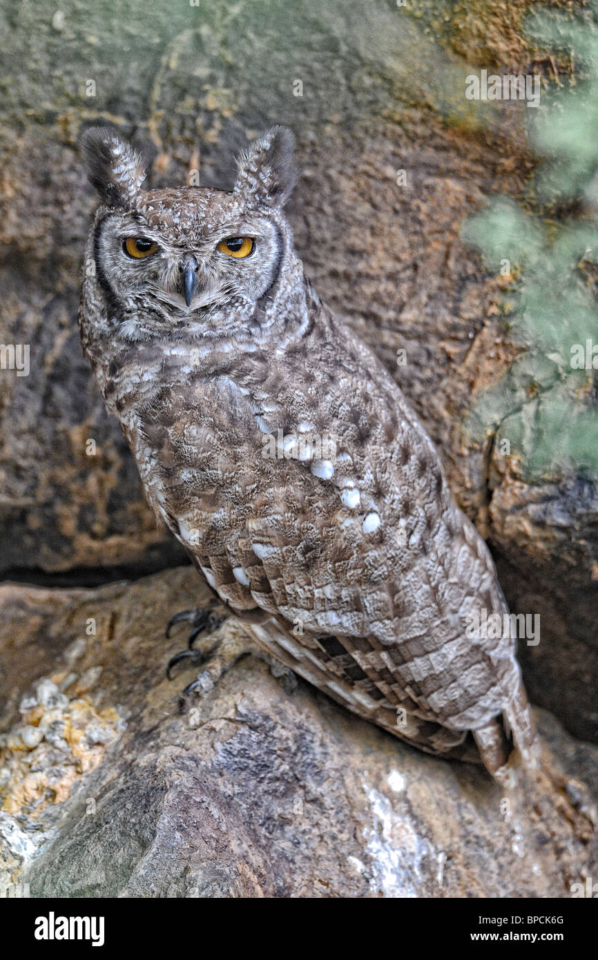 Gefleckte Uhu, Bubo Africanus, Lake Baringo Region, Rift Valley Kenia Stockfoto