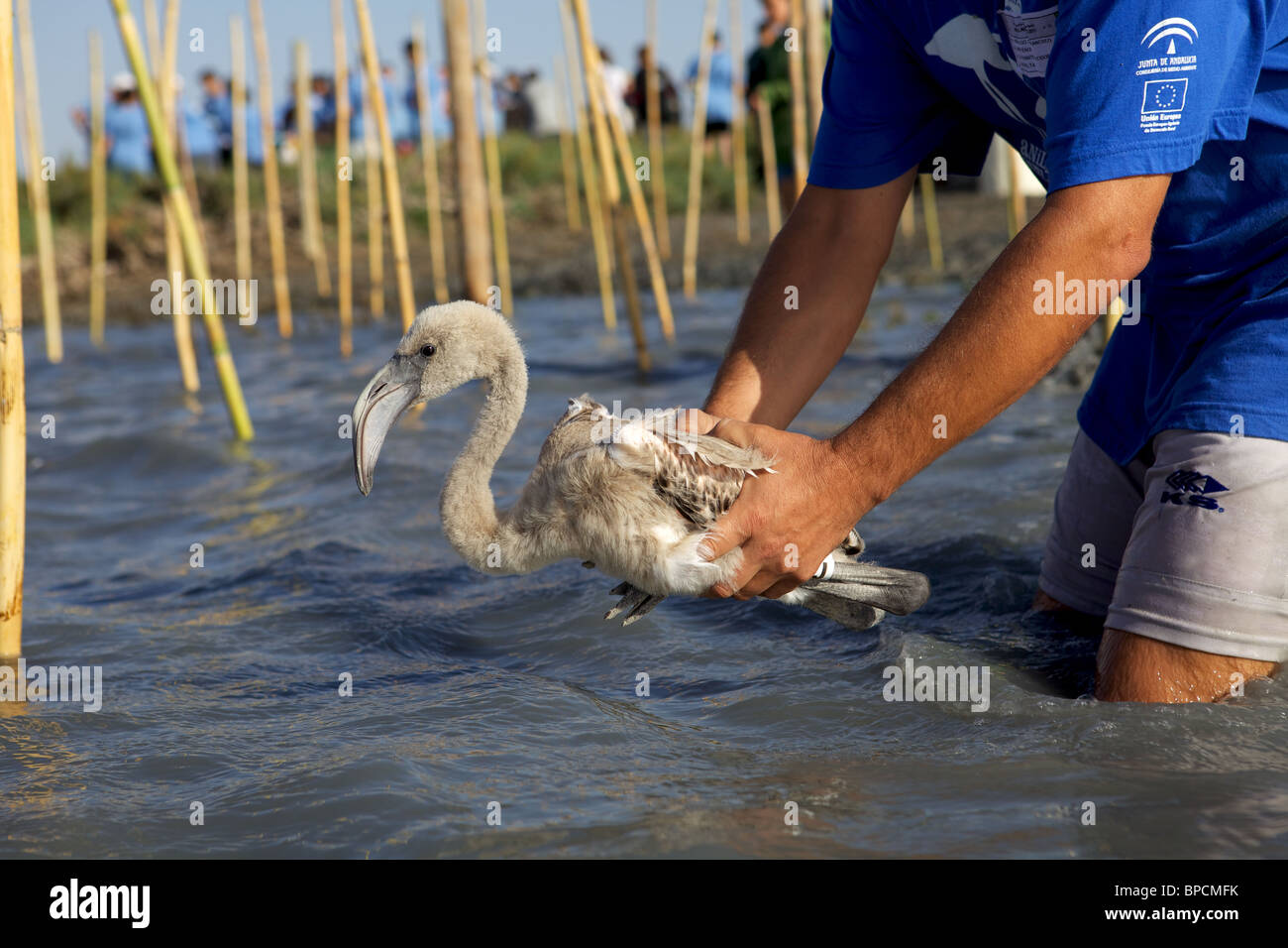 Freiwillige Freigabe Flamingo Küken, das gerade beringt worden Stockfoto