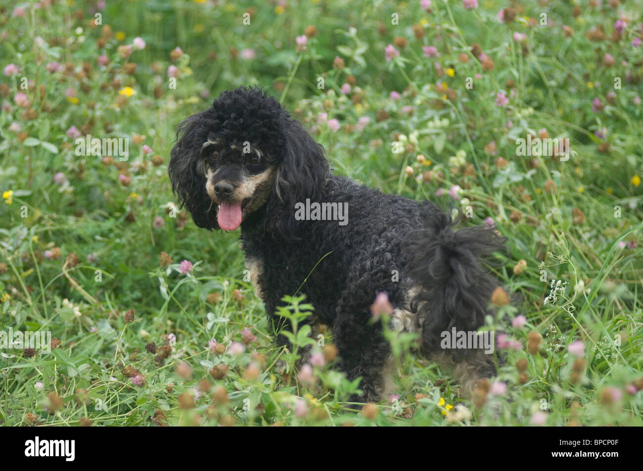 Zwergpudel mini -Fotos und -Bildmaterial in hoher Auflösung – Alamy