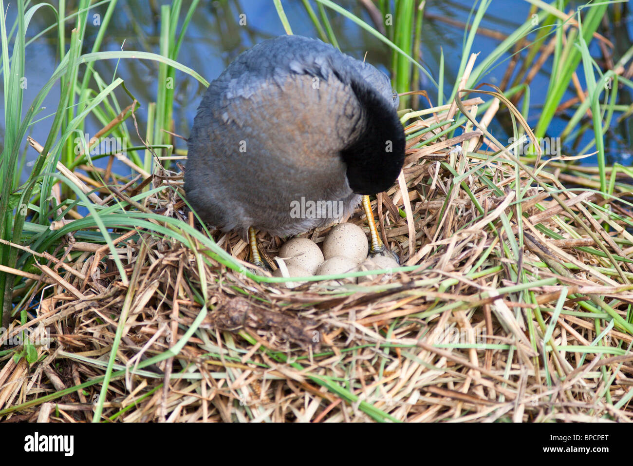 Eurasische Blässhühner, die in ihrem Nest mit Eiern Stockfoto