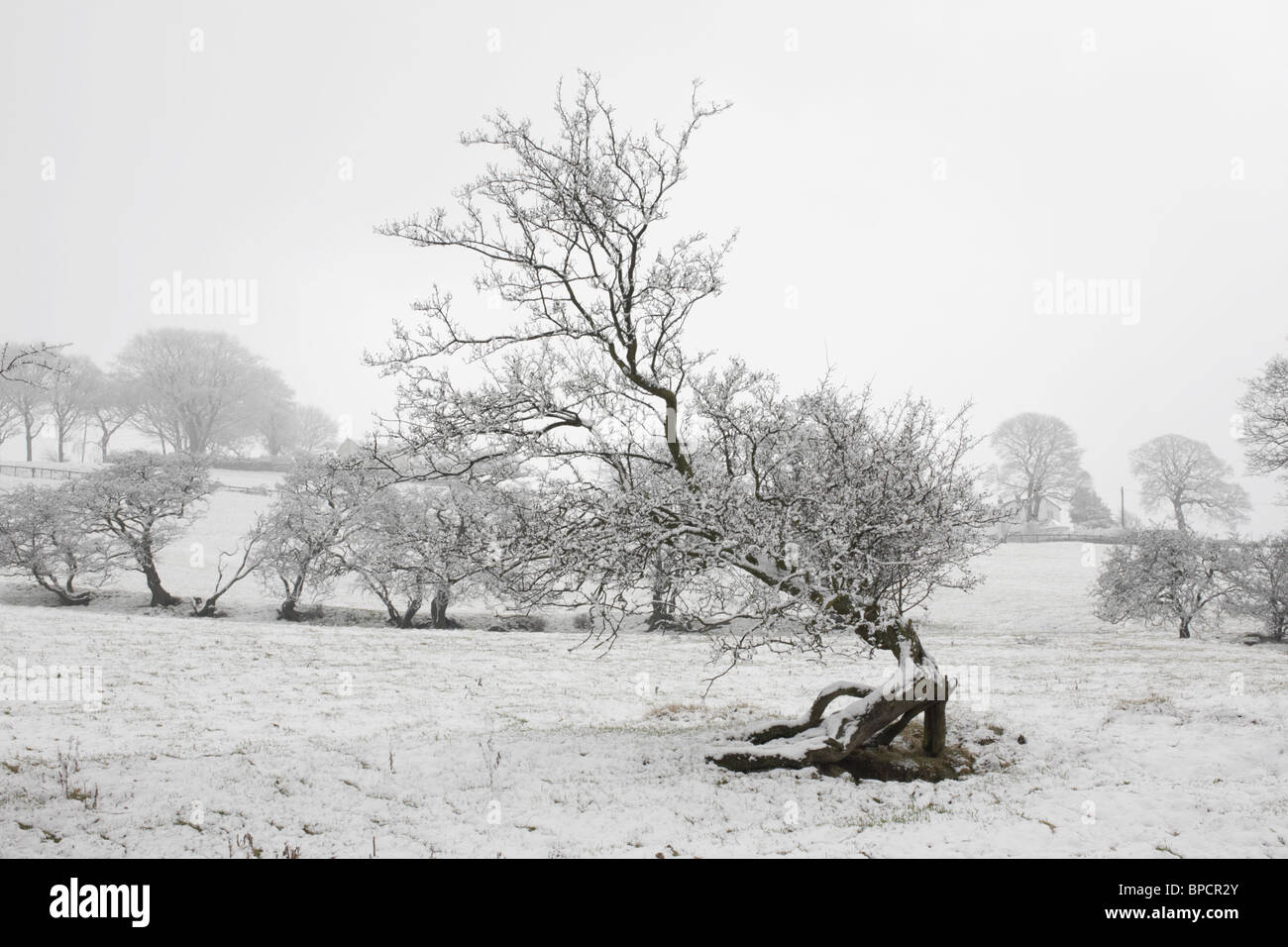 Wind fegte Schnee bedeckten Baum Peak District UK Stockfoto