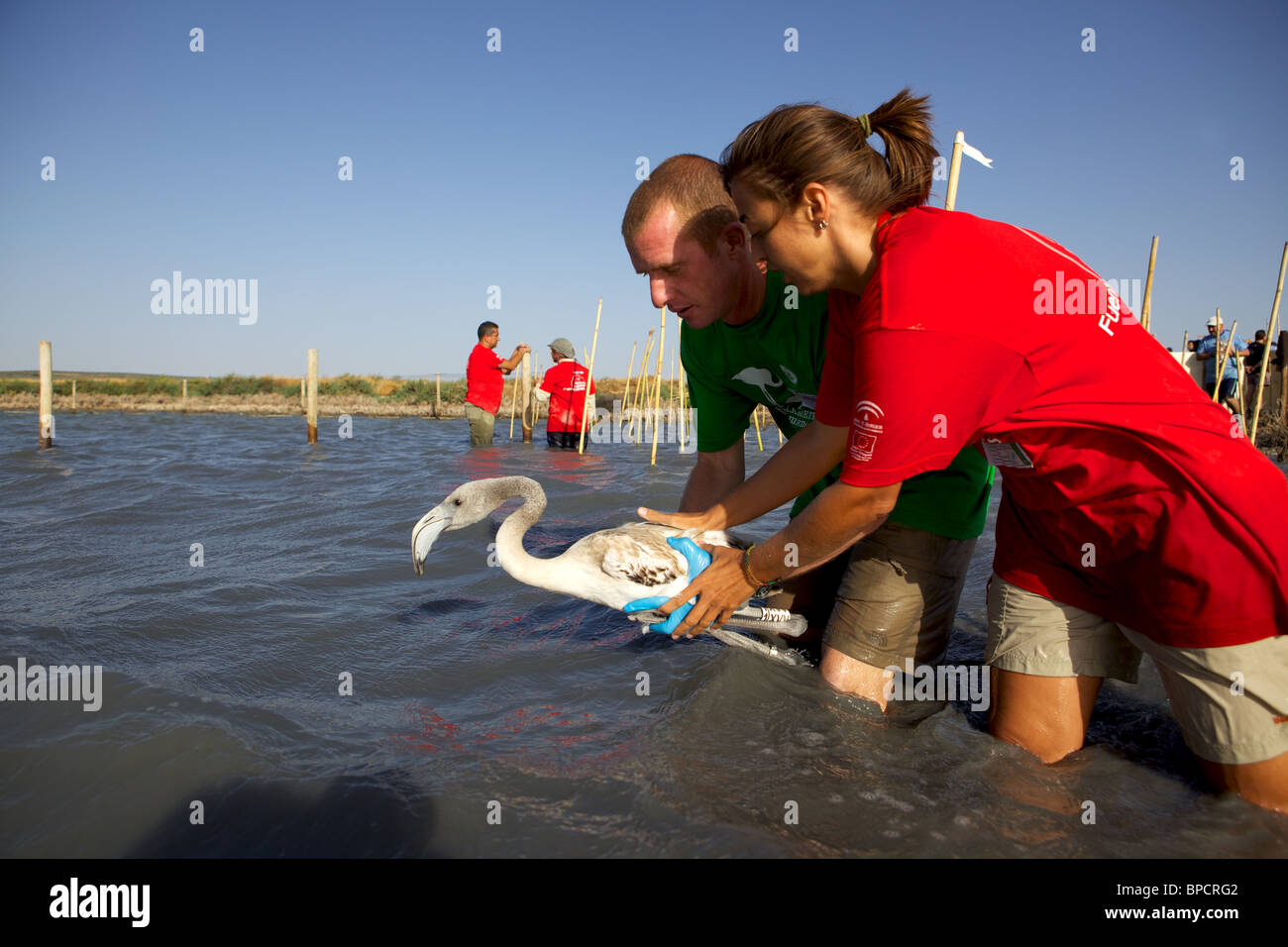 2 Freiwillige halten Flamingo Küken, das soll veröffentlicht werden Stockfoto