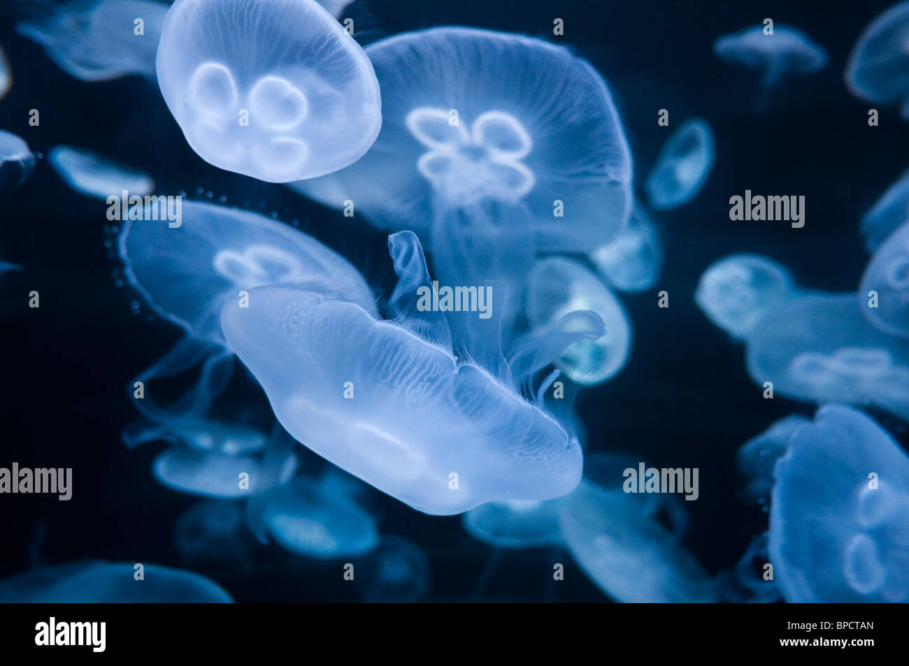 Mond-Quallen, Aurelia Golden, San Francisco, Kalifornien, USA Stockfoto