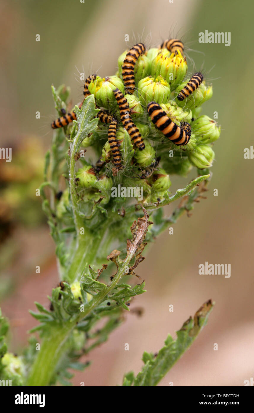 Zinnober Motten Larven ernähren sich von Kreuzkraut, Tyria Jacobaeae, Arctiidae. Stockfoto